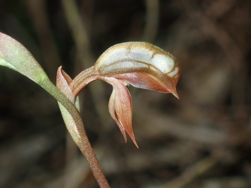 Image of Pterostylis rufa by (c) Thomas Mesaglio, some rights reserved (CC BY)
