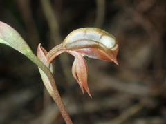 Pterostylis rufa