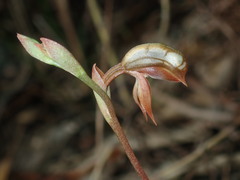 Pterostylis rufa