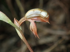 Pterostylis rufa