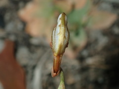 Pterostylis rufa