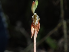 Pterostylis rufa