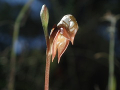 Pterostylis rufa