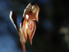 Pterostylis rufa