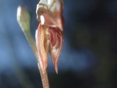 Pterostylis rufa