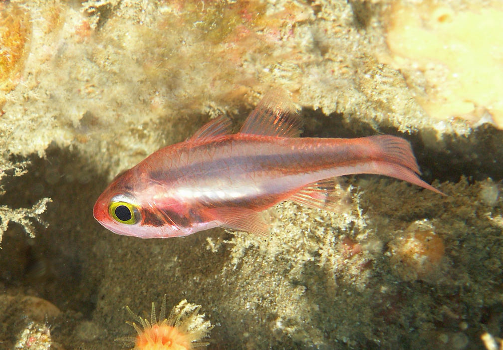 Threeband Cardinalfish