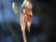 Pterostylis rufa