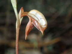 Pterostylis rufa