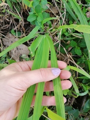 Cymbopogon pospischilii