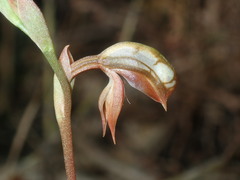 Pterostylis rufa