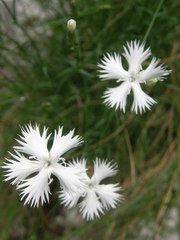 Dianthus petraeus