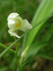 Cephalanthera