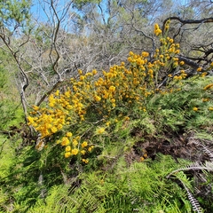 Dillwynia floribunda