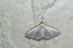 Palpita asiaticalis