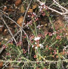 Agathosma trichocarpa