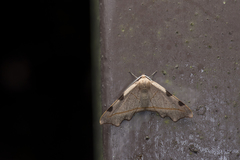 Achrosis rufescens