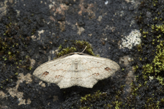Scopula anatreces