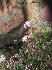 Agathosma trichocarpa