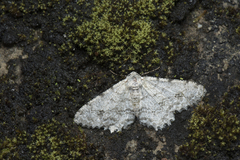 Lassaba parvalbidaria