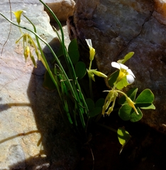 Oxalis hirsutibulba