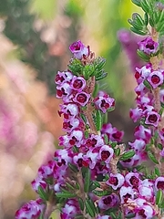 Erica hispidula