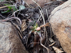 Ledebouria ovatifolia