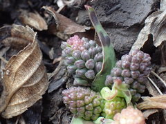 Ledebouria ovatifolia