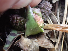 Ledebouria ovatifolia