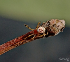 Theridion zonulatum