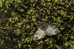 Xanthorhoe taiwana