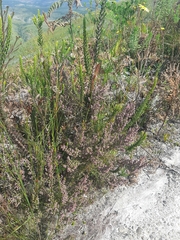 Erica hispidula