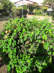 Cotoneaster bullatus
