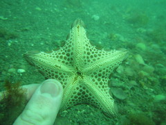 Pentagonaster pulchellus