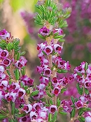 Erica hispidula