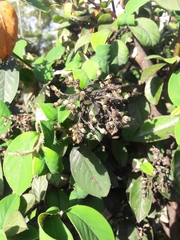 Cotoneaster bullatus