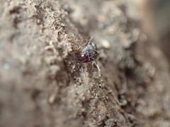 Pheidole capensis