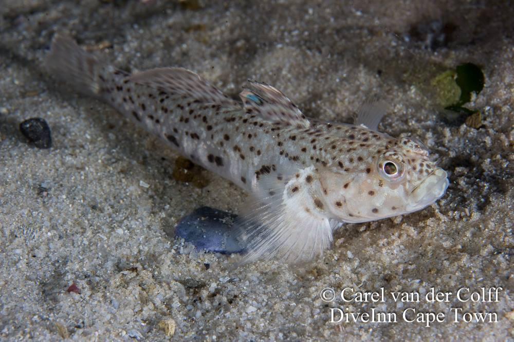 Commafin Goby