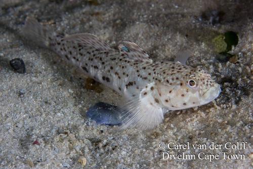 How to identify Caffrogobius saldanha (Barnard, 1927)