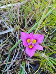 Moraea tricolor