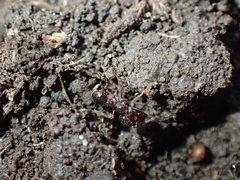Pheidole capensis
