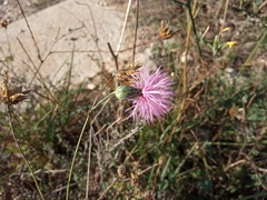 Mantisalca salmantica