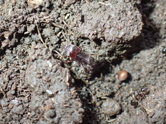 Pheidole capensis