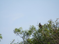Coliidae