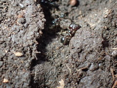 Pheidole capensis