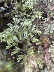 Hymenophyllum multifidum