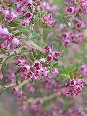 Erica hispidula