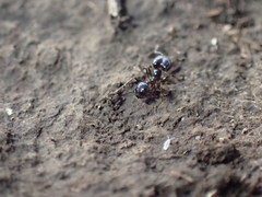 Pheidole capensis