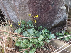Cineraria dieterlenii