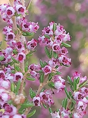 Erica hispidula