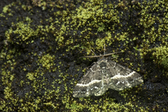 Harutalcis fumigata